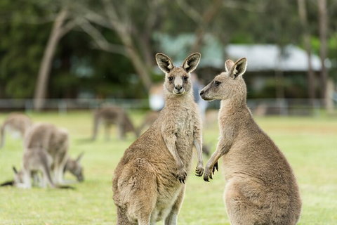 Melbourne Short Break Holiday To The Great Ocean Road & Grampians 3 Day Escape - Accommodation Mooloolaba 5