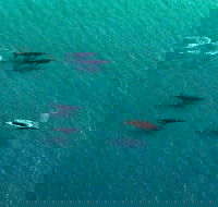 40-45 Minute Port Stephens and Stockton Beach Helicopter Flight - For 2 - Accommodation Mooloolaba