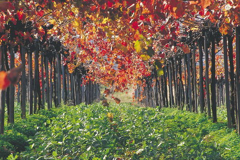 Margaret River Private Tour - Accommodation Mooloolaba 0