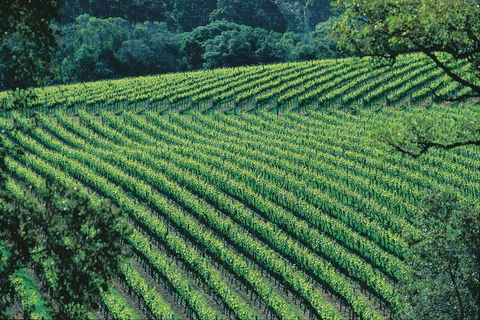 Margaret River Private Tour - Accommodation Mooloolaba 4