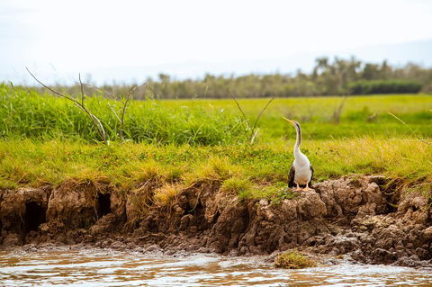 Darwin City Sights And Jumping Crocodile Cruise - Accommodation Mooloolaba 2