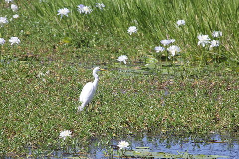 Darwin City Sights And Jumping Crocodile Cruise - Accommodation Mooloolaba 4