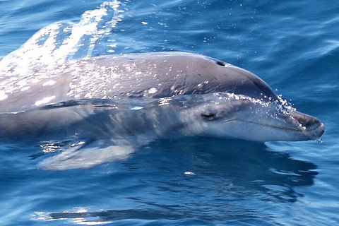 Jervis Bay Dolphin Watch Cruise - Accommodation Mooloolaba 0