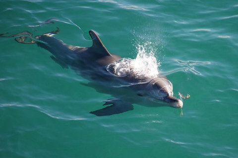 Jervis Bay Dolphin Watch Cruise - Accommodation Mooloolaba 1