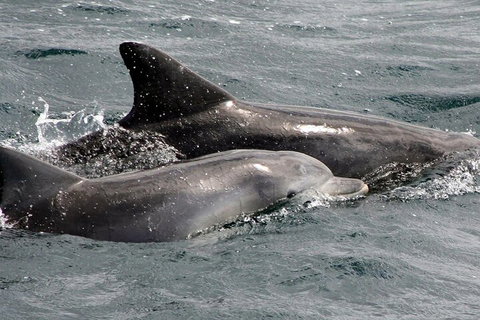 Jervis Bay Dolphin Watch Cruise - Accommodation Mooloolaba 2