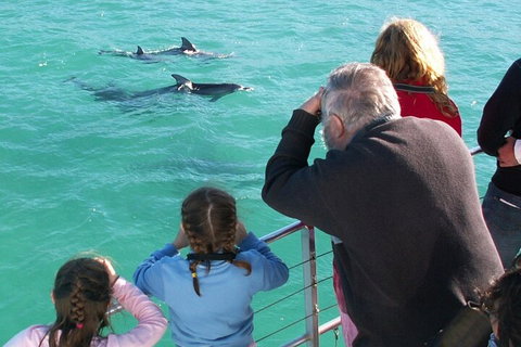 Jervis Bay Dolphin Watch Cruise - Accommodation Mooloolaba 4