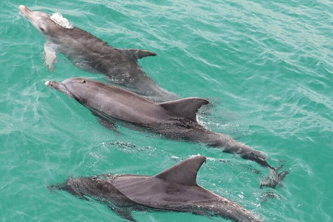 Jervis Bay Dolphin Watch Cruise - Accommodation Mooloolaba 5