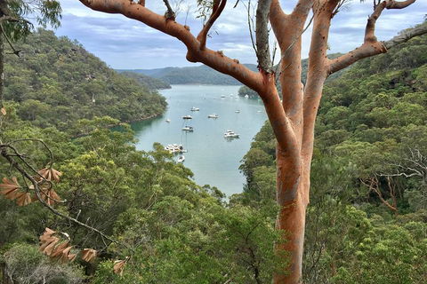 Shore Excursion: Sydney's Northern Beaches & Ku-ring-gai National Park Bus Tour - Accommodation Mooloolaba 1