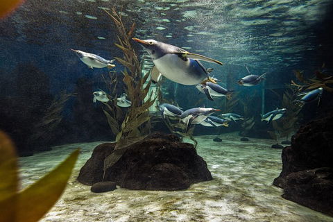 SEA LIFE Sydney Aquarium Entrance Ticket - Accommodation Mooloolaba 0