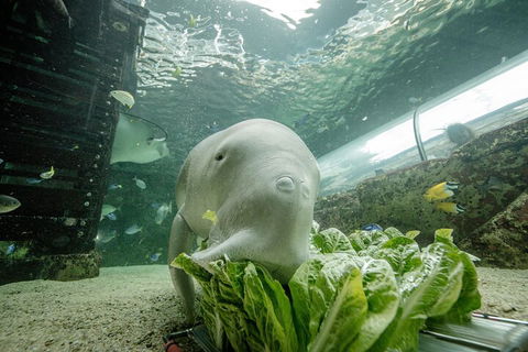 SEA LIFE Sydney Aquarium Entrance Ticket - Accommodation Mooloolaba 2