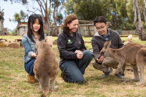 Bonorong Wildlife Park And Richmond Afternoon Tour From Hobart - Accommodation Mooloolaba 1