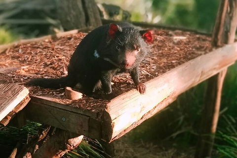 Bonorong Wildlife Park And Richmond Afternoon Tour From Hobart - Accommodation Mooloolaba 4