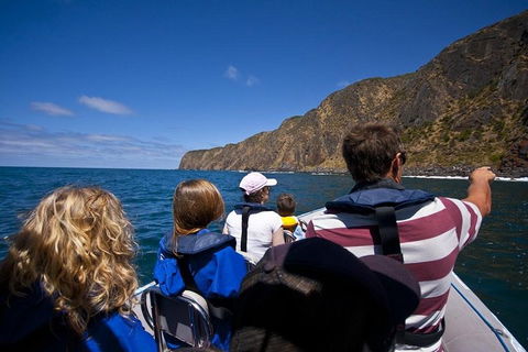 Seal Island Boat Tour From Victor Harbor - Accommodation Mooloolaba 0