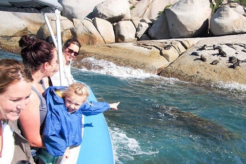 Seal Island Boat Tour From Victor Harbor - Accommodation Mooloolaba 4