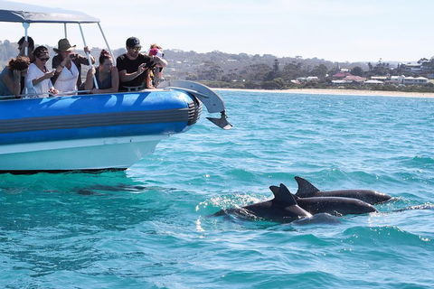 Seal Island Boat Tour From Victor Harbor - Accommodation Mooloolaba 5