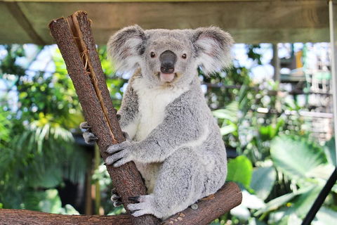 Cairns ZOOM And Wildlife Dome - Accommodation Mooloolaba 0