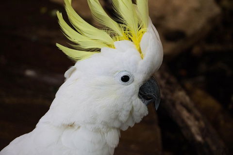 Cairns ZOOM And Wildlife Dome - Accommodation Mooloolaba 2