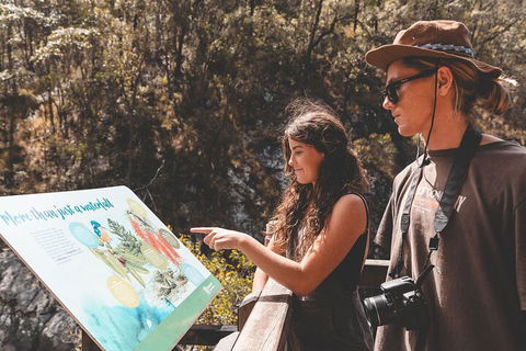 Springbrook AndTamborine Rainforest Tour Incl Natural Bridge And Glow Worm Cave - Accommodation Mooloolaba 0