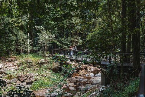 Springbrook AndTamborine Rainforest Tour Incl Natural Bridge And Glow Worm Cave - Accommodation Mooloolaba 3