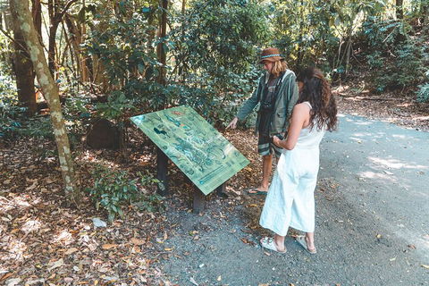 Springbrook AndTamborine Rainforest Tour Incl Natural Bridge And Glow Worm Cave - Accommodation Mooloolaba 5