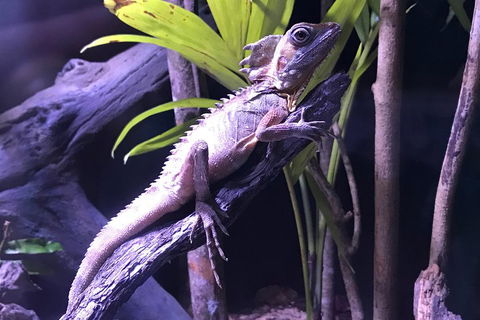 Cairns Aquarium Admission Ticket - Accommodation Mooloolaba 0