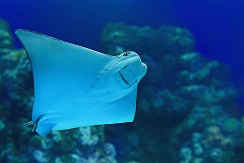 Cairns Aquarium Admission Ticket - Accommodation Mooloolaba 2