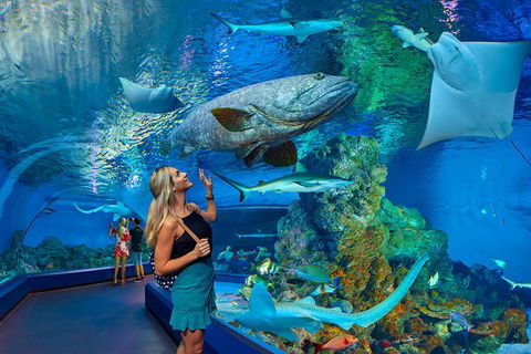 Cairns Aquarium Admission Ticket - Accommodation Mooloolaba 3