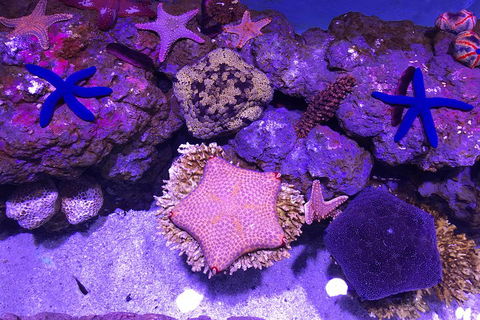 Cairns Aquarium Admission Ticket - Accommodation Mooloolaba 5