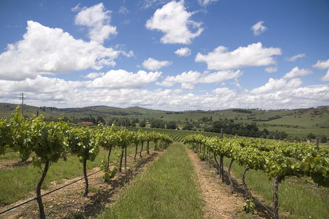 Hunter Valley Wine Tour From Sydney Incl Lunch, Cheese, Chocolate And Distillery - Accommodation Mooloolaba 0