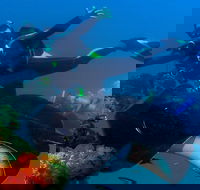 Scuba Dive the S.S. Yongala Wreck on the Great Barrier Reef. - Accommodation Mooloolaba