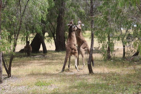 Margaret River Coastal And Wildlife Eco Trip From Busselton Or Dunsborough - Accommodation Mooloolaba 1